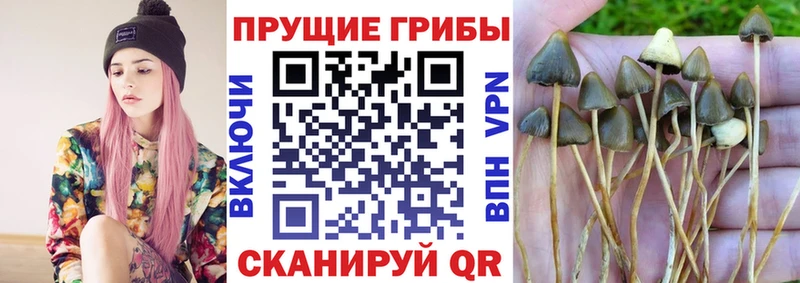 закладки  нарко площадка формула  MEGA онион  Псилоцибиновые грибы Cubensis  Бирск 